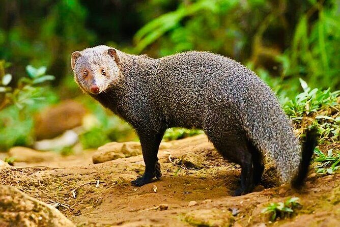 Sinharaja Rain Forest Guided Day Tour From Colombo and Negombo - Frequently Asked Questions