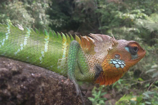 Sinharaja Rain Forest One Day - Frequently Asked Questions