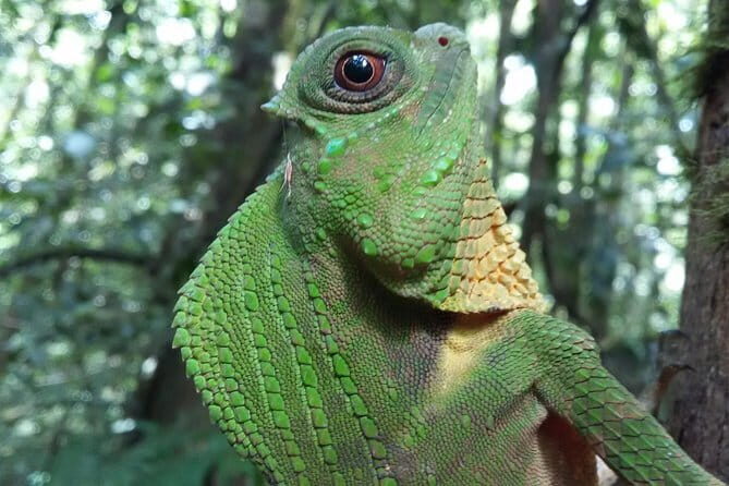 Sinharaja Rain Forest One Day tour - Key Points
