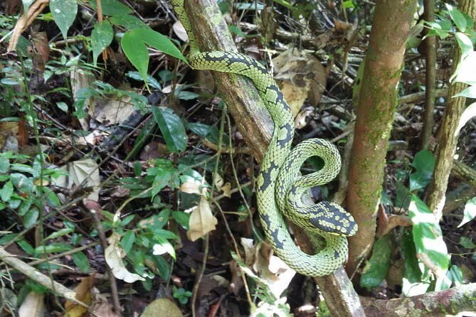 Sinharaja Rain Forest One Day tour - An In-Depth Look at the Sinharaja Rain Forest Tour