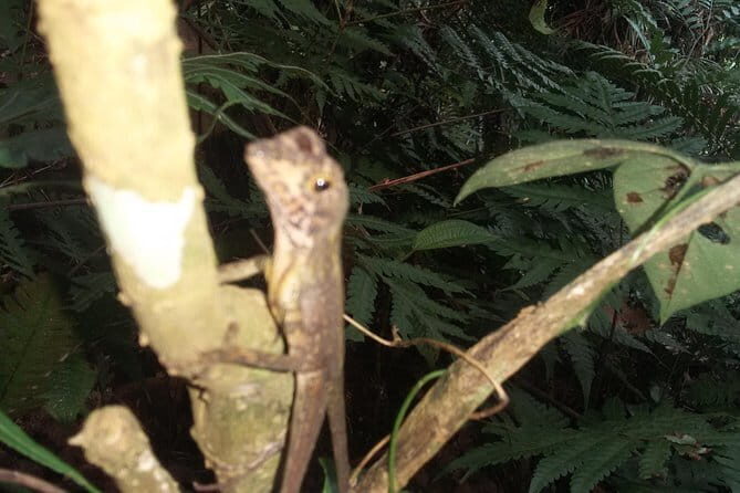 Sinharaja Rain Forest One Day tour - Final Thoughts: Is This Tour Worth It?