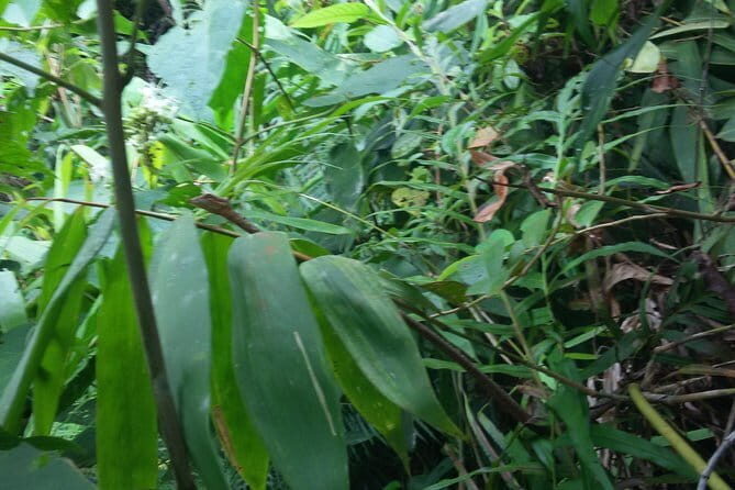 Sinharaja Rain Forest One Day tour - FAQ