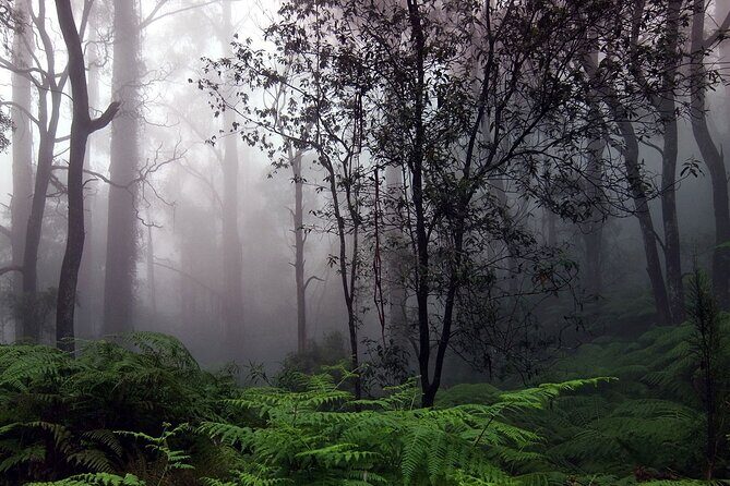 Sinharaja Rain Forest Tour from Bentota - FAQ