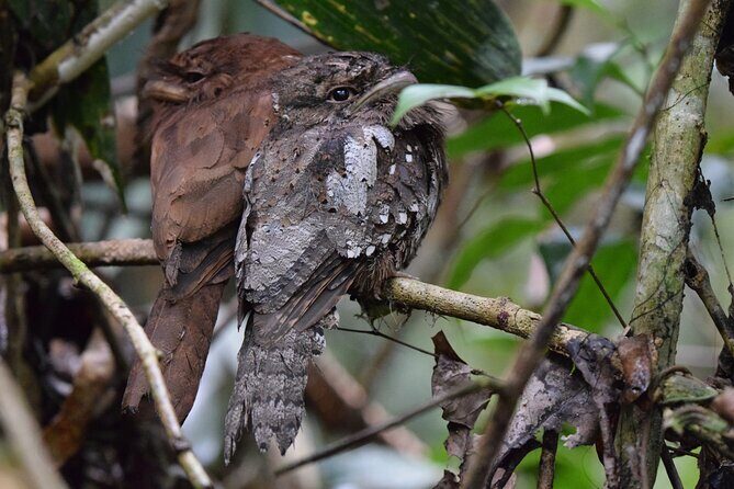 Sinharaja Rain Forest Tour from Colombo - An In-Depth Look at the Sinharaja Rain Forest Tour