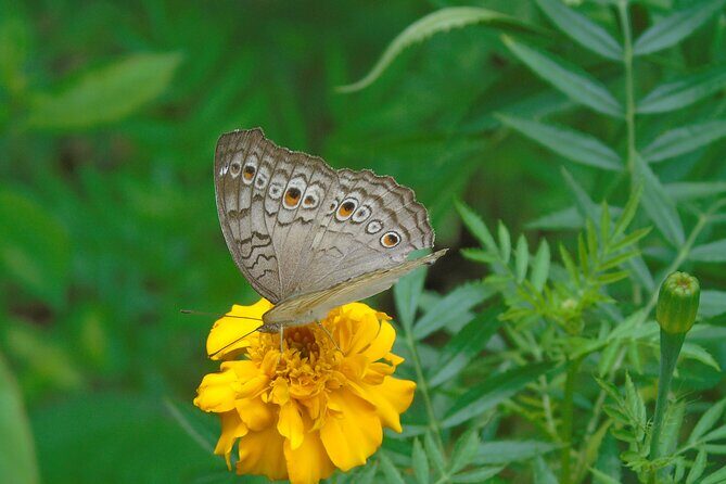 Sinharaja Rain Forest Tours (Full Day) - Key Points
