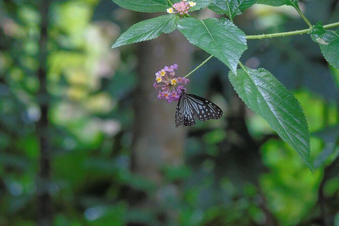 Sinharaja Rain Forest Tours (Full Day) - Why This Tour Works