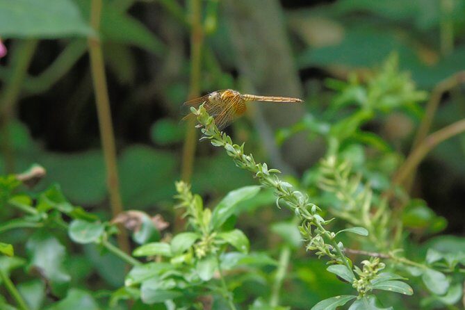 Sinharaja Rain Forest Tours (Full Day) - FAQ