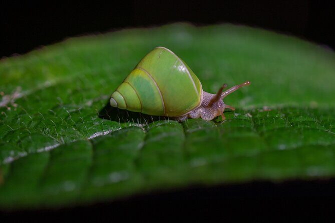 Sinharaja Rainforest Day Tour By Rainforest Expedition - Who Is This Tour Best For?
