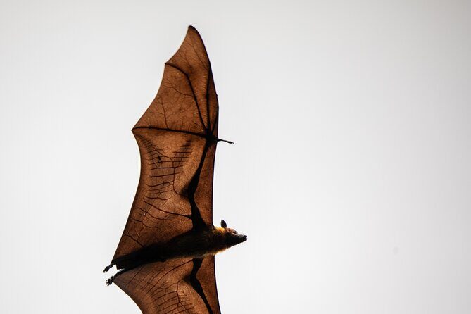 Sinharaja Rainforest Day Tour By Rainforest Expedition - FAQ