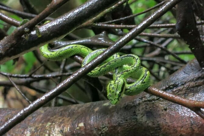 Sinharaja Rainforest Private Day Tour from Galle - A Detailed Look at the Sinharaja Rainforest Private Day Tour