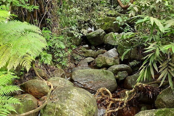Sinharaja Rainforest Private Day Tour from Galle - Final Thoughts: Is It Worth It?