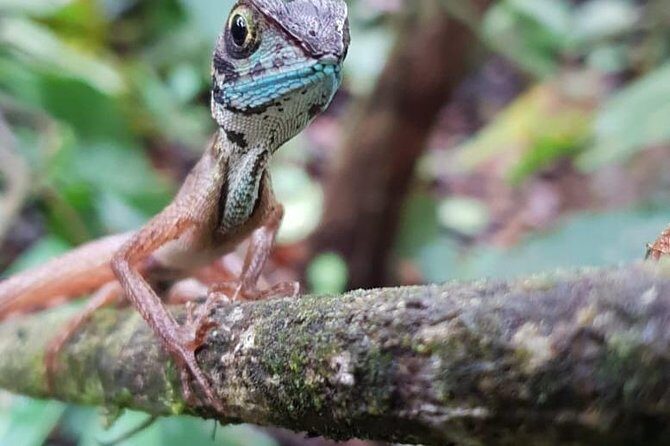 Sinharaja RainForest Private Full Day Tour - What Is the Sinharaja Rainforest Private Tour All About?