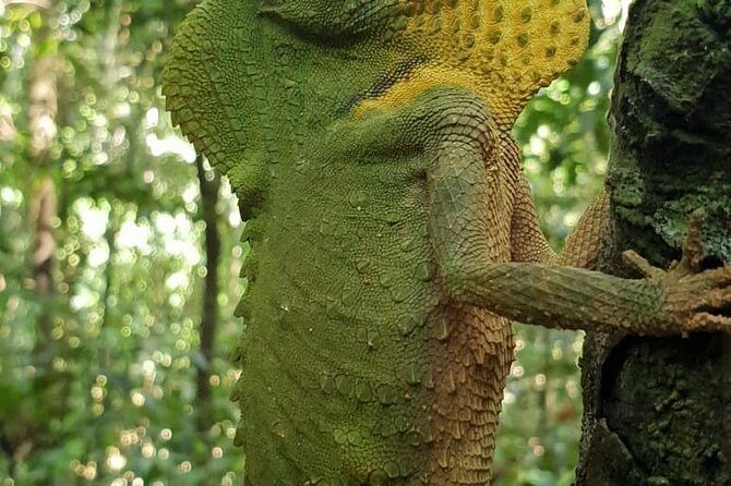Sinharaja RainForest Private Full Day Tour - Who Is This Tour Best Suited For?