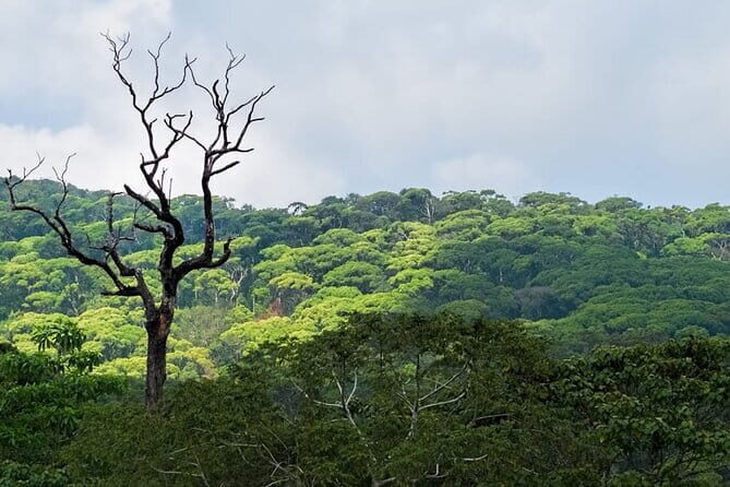 Sinharaja Rainforest Trekking All Inclusive Tour from Hambantota - Key Points