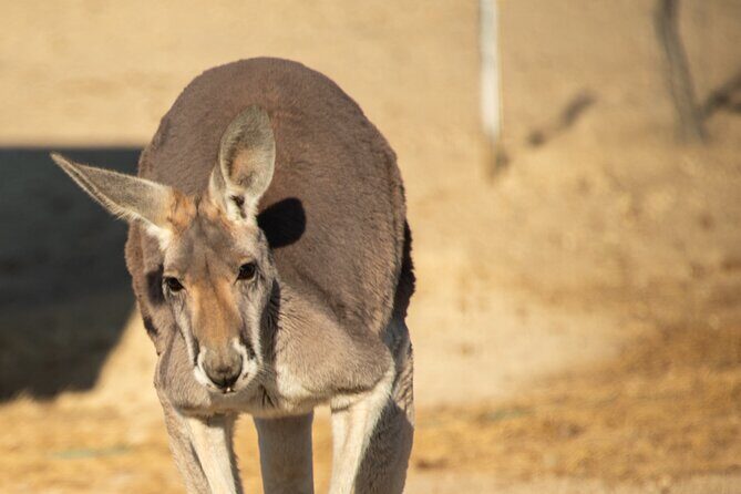 Sip and Animal Safari Experience in Fredericksburg - What to Expect from the Fredericksburg Sip and Animal Safari