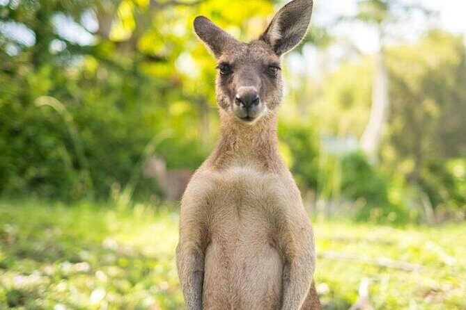 Sip and Animal Safari Experience in Fredericksburg - A Few Practical Tips