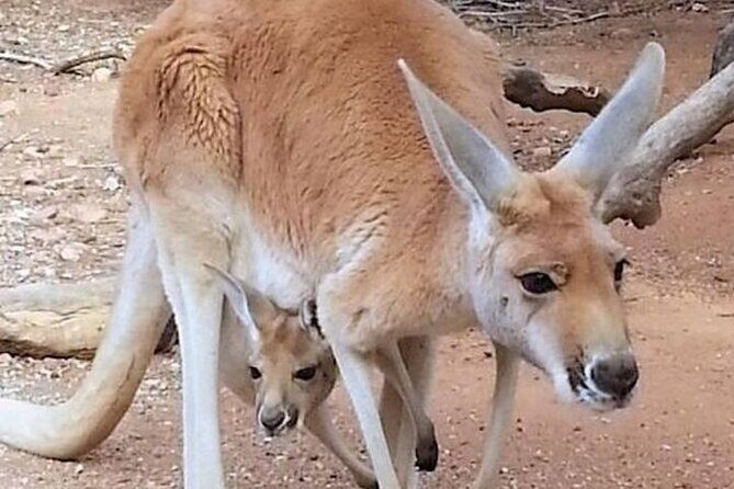 Sip and Animal Safari Experience in Fredericksburg - FAQ