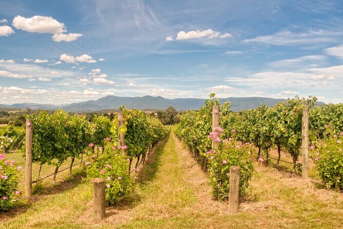 Sip and Savor: Private Yarra Valley Wine Tour from Melbourne - Who Should Book This Tour?