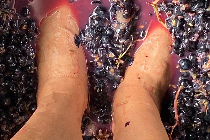 Sip & Savour through Waiheke Island (11 guests max) - Practical Considerations