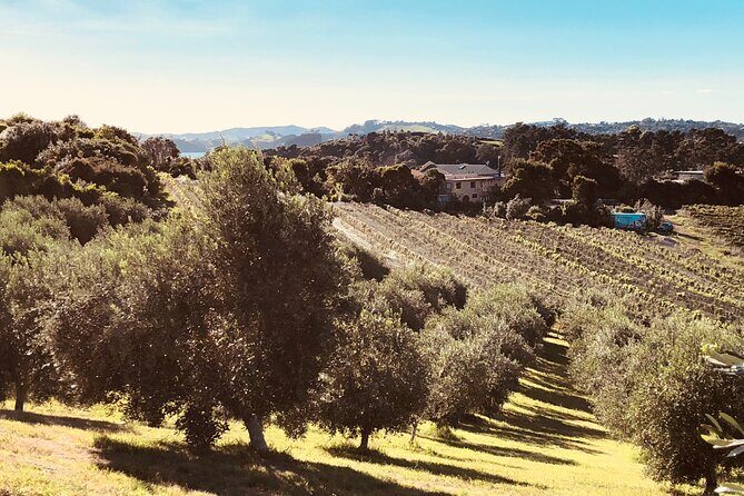 Sip & Savour through Waiheke Island (11 guests max) - The Sum Up