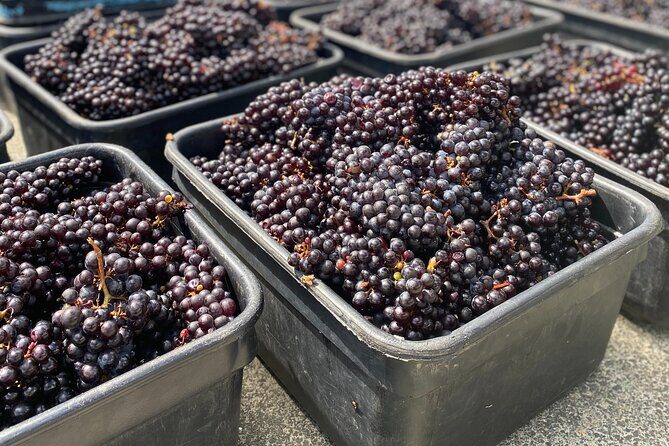 Sip & Savour through Waiheke Island (11 guests max) - FAQ