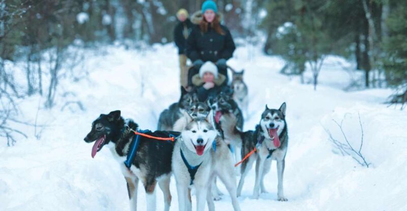 Sirkka: Husky Sled Ride in Levi - Key Points