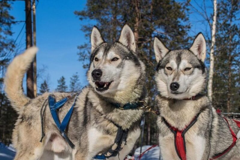 Sirkka: Husky Sled Ride in Levi - The Experience: What to Expect from Start to Finish