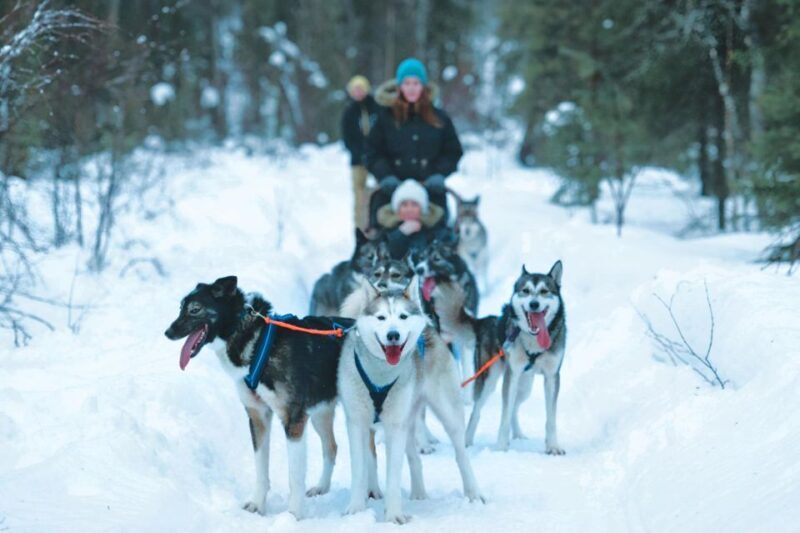 Sirkka: Husky Sled Ride in Levi - The Small Details That Matter