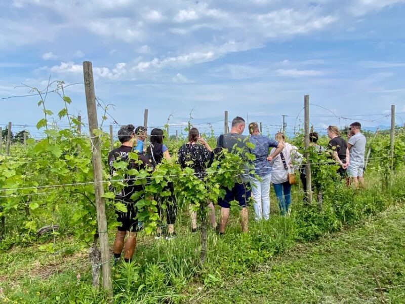 Sirmione: Vineyard Tour with Lugana Wines and Local Tastings - Key Points