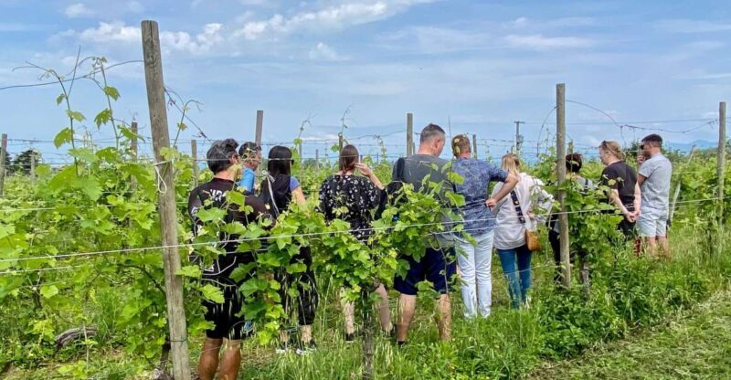 Sirmione: Vineyard Tour with Lugana Wines and Local Tastings - Who Would Love This Tour?