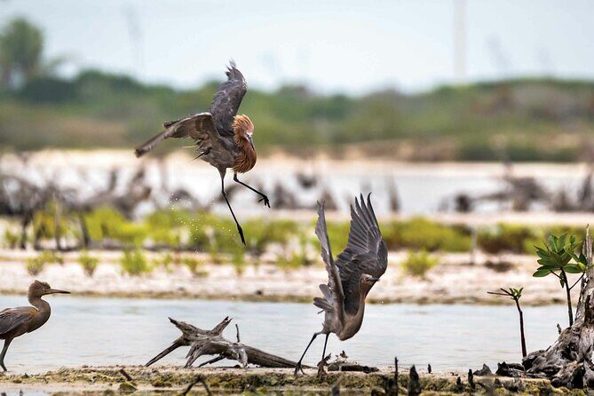 Sisal Mangroves & Beach Expedition from Merida - The experience of the mangroves and coastal waters