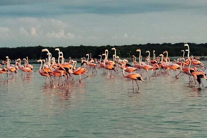 Sisal & Mangroves Kayak Tour from Merida - A Deep Dive into the Tour Experience