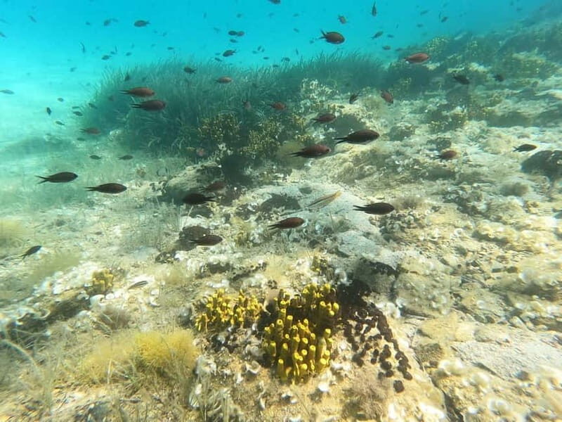 Sithonia: 1 Guided Shore Dive for Certified Divers - The Bottom Line: Is This Dive for You?