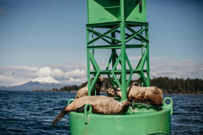 Sitka: Marine Wildlife Tour - Key Points