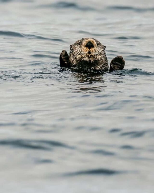 Sitka: Marine Wildlife Tour - A Two-Hour Window into Alaska’s Marine Ecosystems
