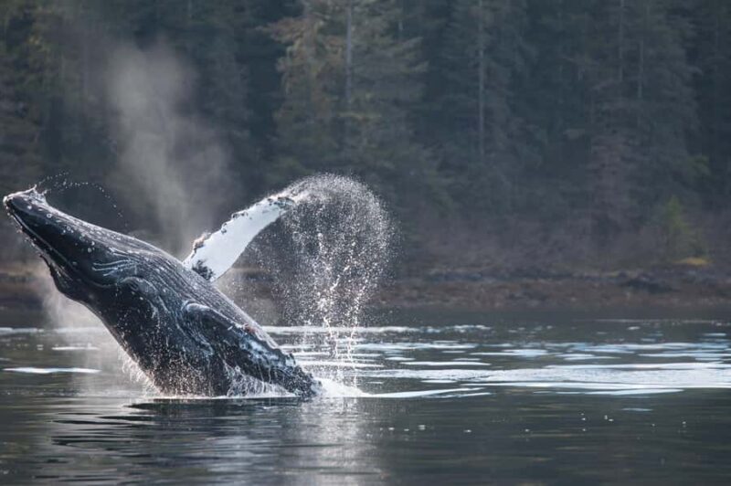 Sitka: Marine Wildlife Tour - The Magic of Remote Bays and Rugged Coastlines