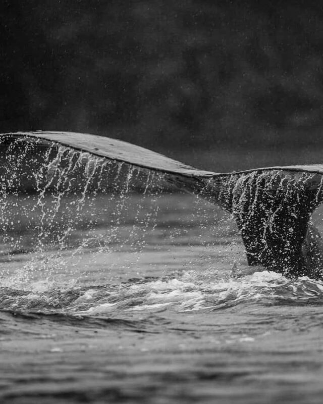 Sitka: Marine Wildlife Tour - The Guides: Knowledgeable and Passionate