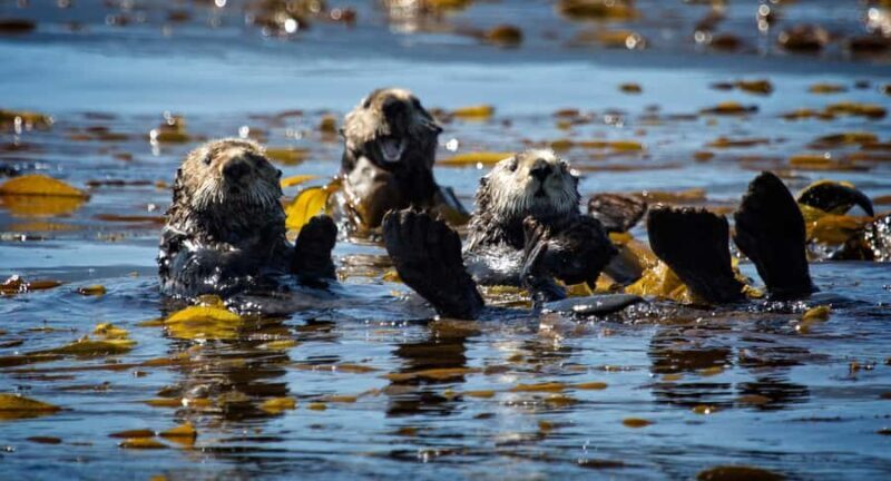 SITKA: PRIVATE WILDLIFE PHOTO-SAFARI & BEACHCOMBING CRUISE - Discovering Sitka Sound’s Natural Treasures