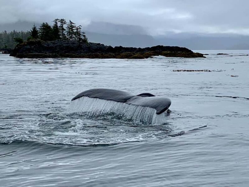 SITKA: PRIVATE WILDLIFE PHOTO-SAFARI & BEACHCOMBING CRUISE - Shore Excursions and Tidepool Exploration