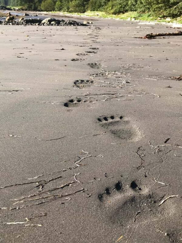 SITKA: PRIVATE WILDLIFE PHOTO-SAFARI & BEACHCOMBING CRUISE - Practicalities: What to Expect