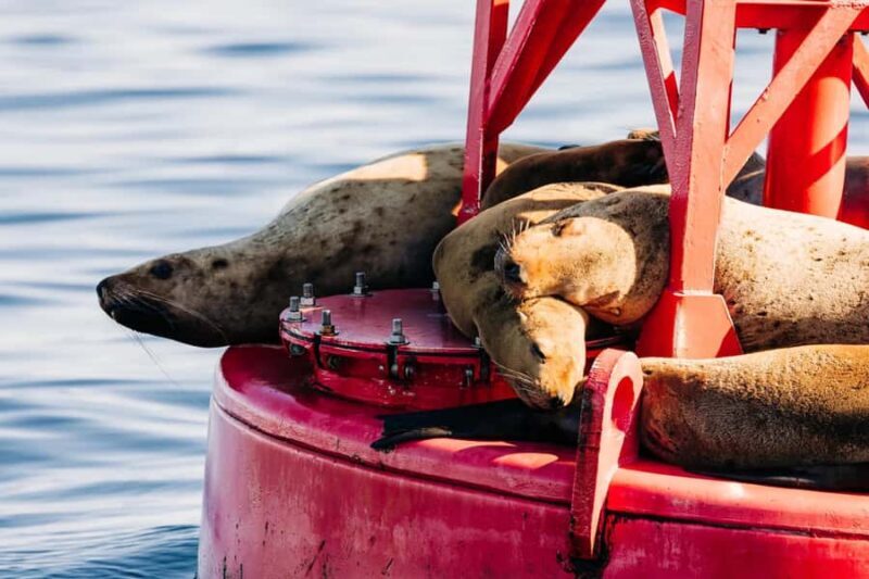 Sitka: Private Wildlife Photography Workshop by Boat - Discovering Sitka’s Coastal Wilderness