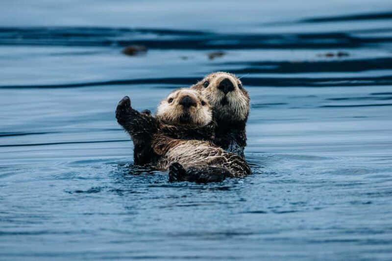 Sitka: Private Wildlife Photography Workshop by Boat - A Day in the Life of the Tour