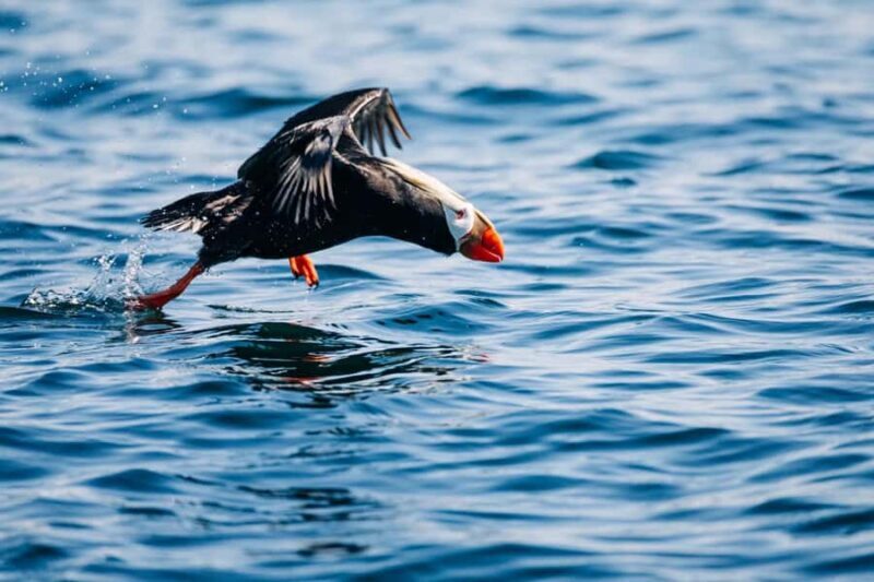 Sitka: Private Wildlife Photography Workshop by Boat - Frequently Asked Questions
