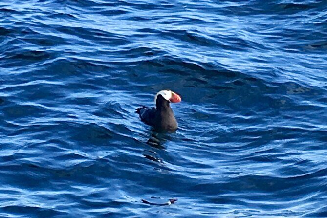 Sitka Sea Birds & Marine Life Private Charter Scenic Eco-Tour - The Sum Up