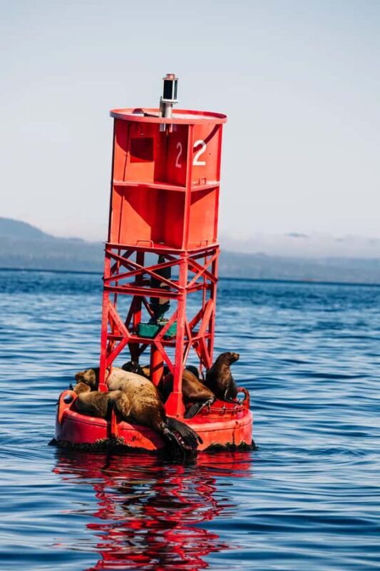 Sitka: Small-Group Whale Watching tour with Naturalist - Key Points