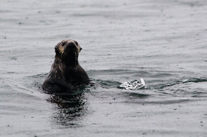 Sitka Sound Marine Wildlife Tour - Why This Tour Is a Standout