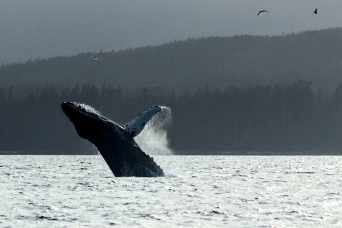 Sitka Sound Marine Wildlife Tour - Authentic Experiences and Authentic Wildlife
