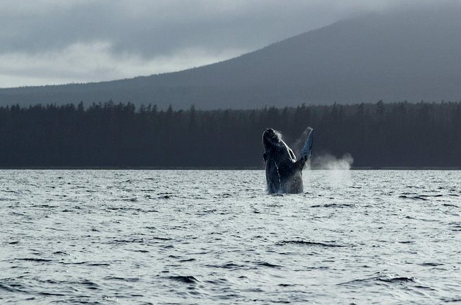 Sitka Sound Marine Wildlife Tour - Who Will Love This Tour?