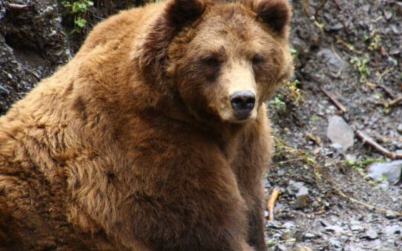 Sitka: Totem Poles, Raptor Centre, & Fortress of Bears Tour - Who Is This Tour Best For?