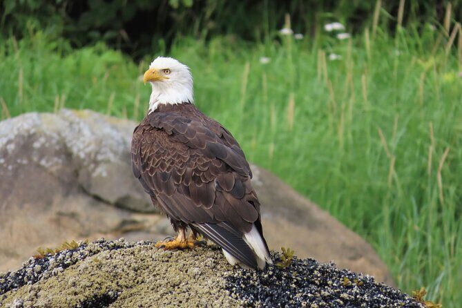 Sitka Whale Watch and Sea Otter Quest - The Value of the Experience
